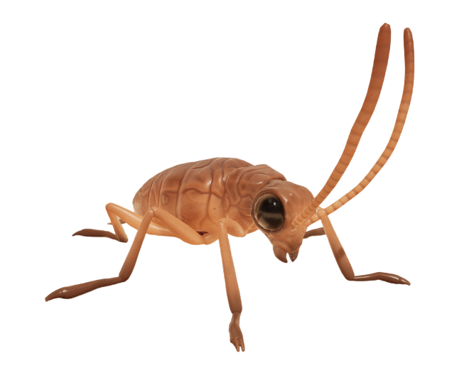 Cockroach Nymph